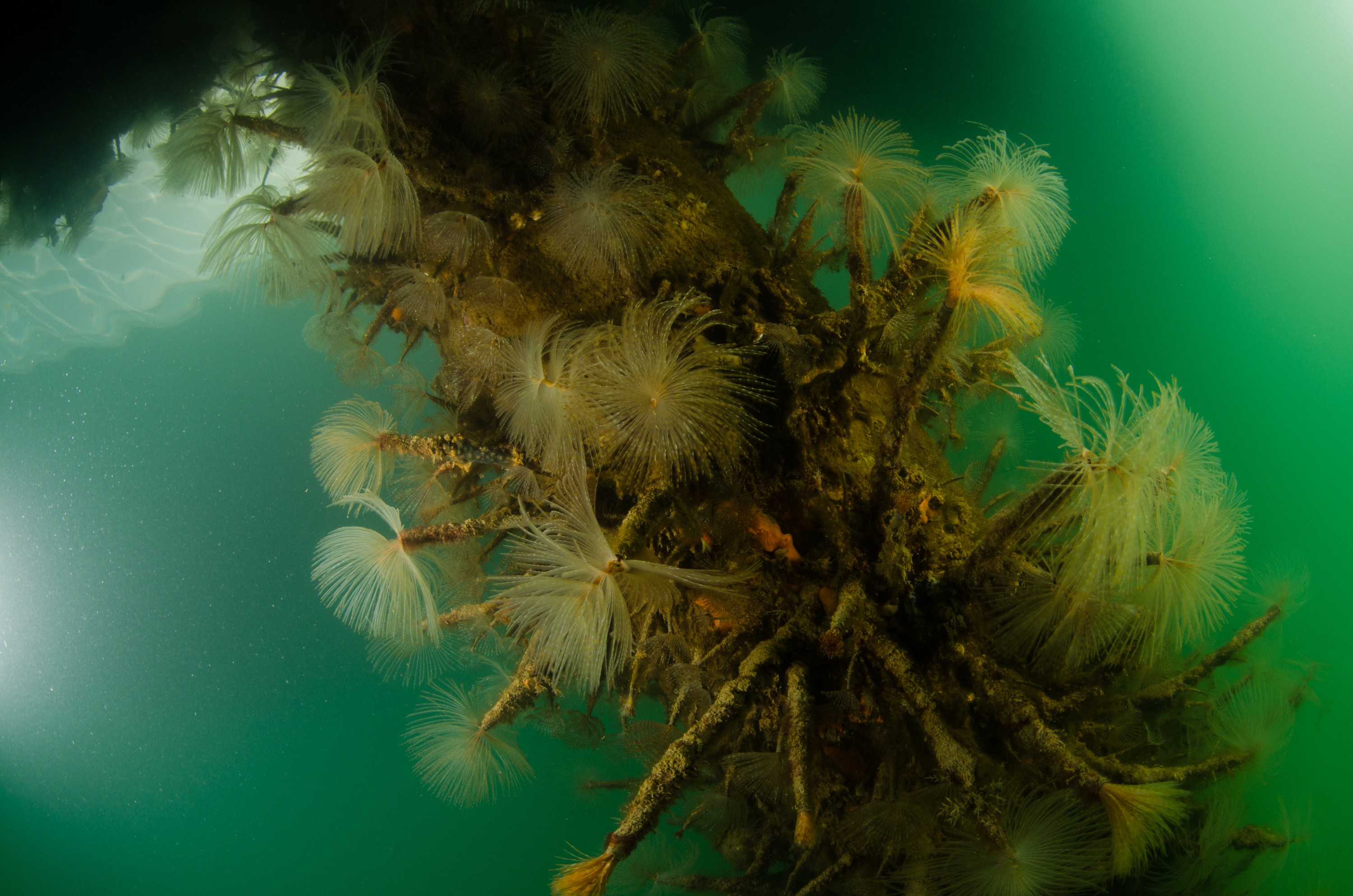 DSC_3021 – Mediterranean, fanworm, Sabella, spallanzanii, marine, pest, Auckland, underwater, crispin, nz, new, zealand, new zealand, fan, worm, marine, pest, invasive, Biosecurity